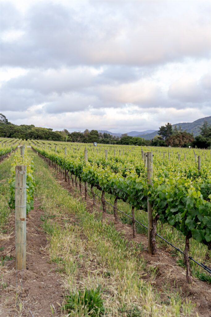 Carmel wedding photographer. Bernardus Lodge and Spa wedding photographer. San Luis Obispo Wedding photographer. Bernardus Lodge wedding.