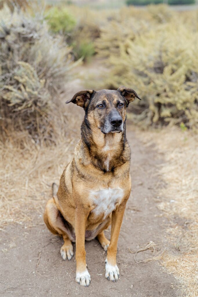 Big Sur wedding photographer, Big Sur engagement photographer, Big Sur engagement photos, Big Sur wedding photographer, dog-friendly engagement session