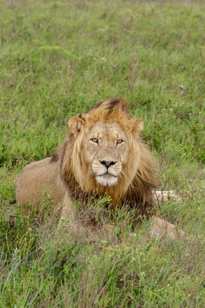 Cape Town wedding photographer. South Africa destination wedding. Lalibela Wildlife Reserve. Safari wedding experience South Africa. Luxury destination wedding South Africa