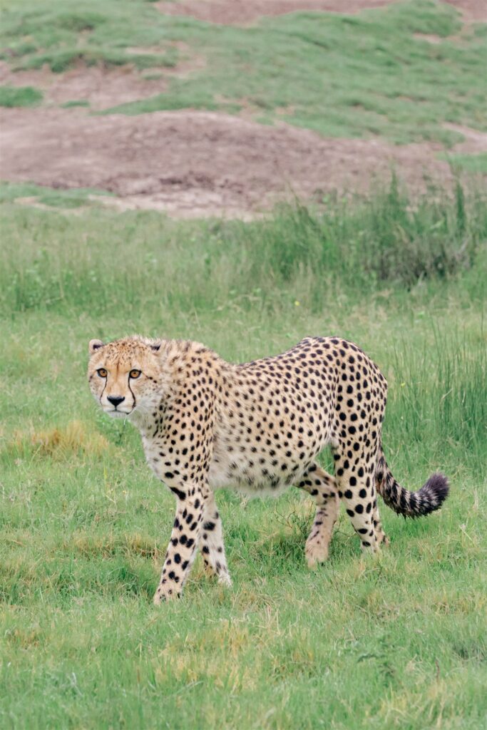 Cape Town wedding photographer. South Africa destination wedding. Lalibela Wildlife Reserve. Safari wedding experience South Africa. Luxury destination wedding South Africa