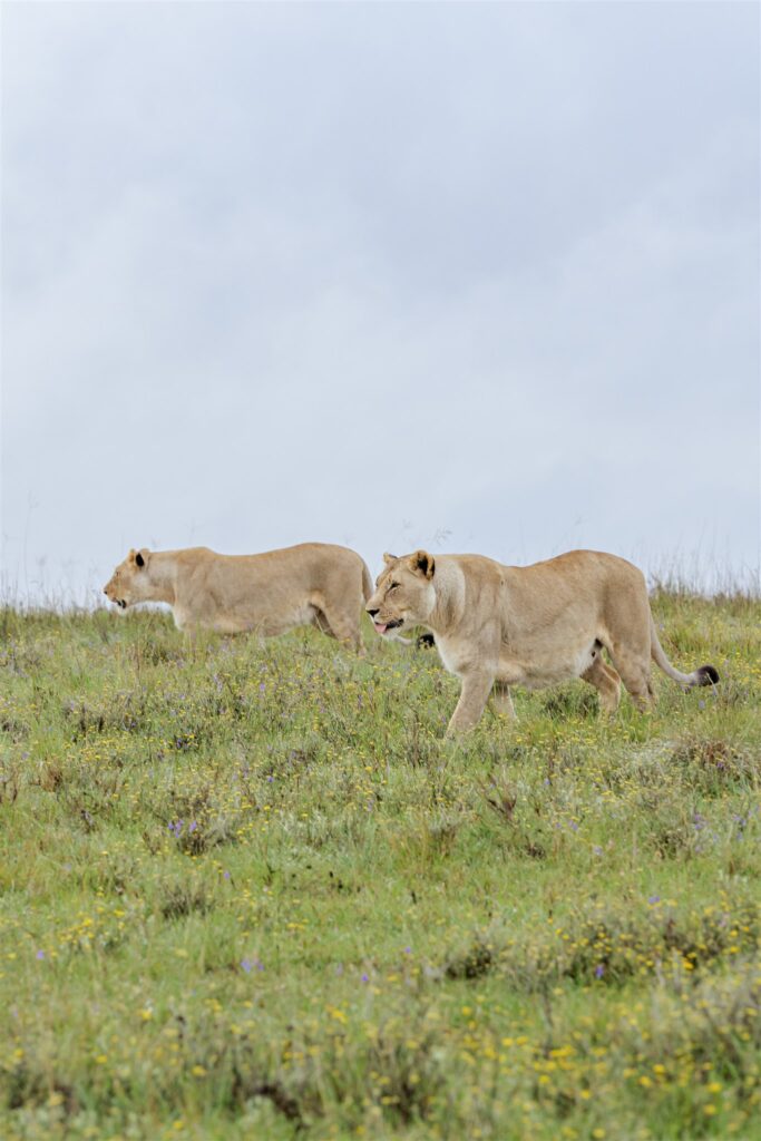 Cape Town wedding photographer. South Africa destination wedding. Lalibela Wildlife Reserve. Safari wedding experience South Africa. Luxury destination wedding South Africa