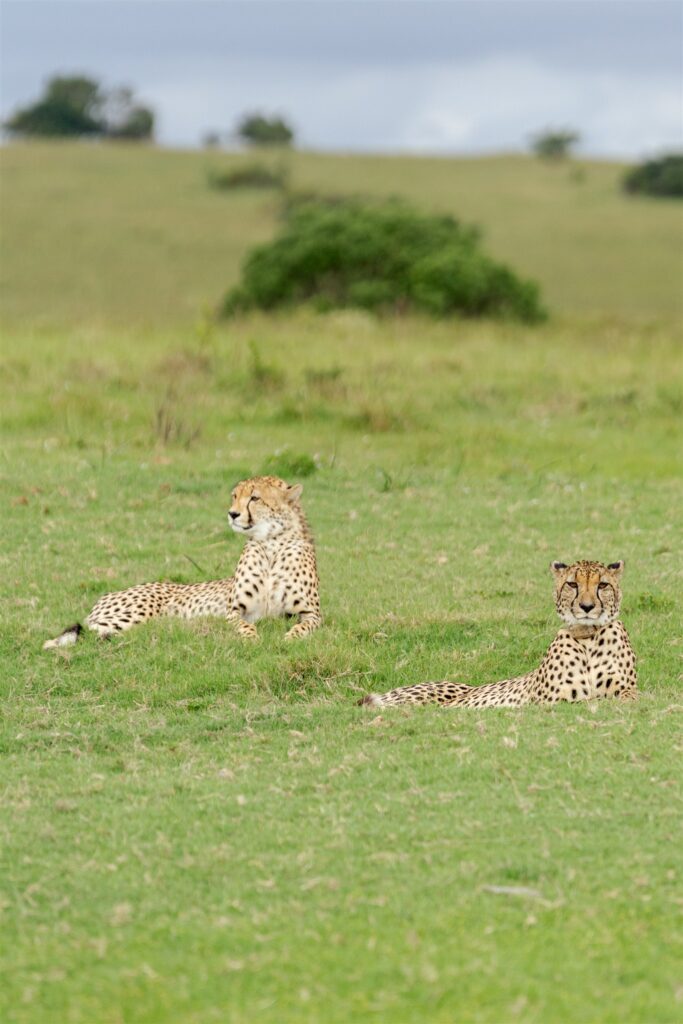 Cape Town wedding photographer. South Africa destination wedding. Lalibela Wildlife Reserve. Safari wedding experience South Africa. Luxury destination wedding South Africa