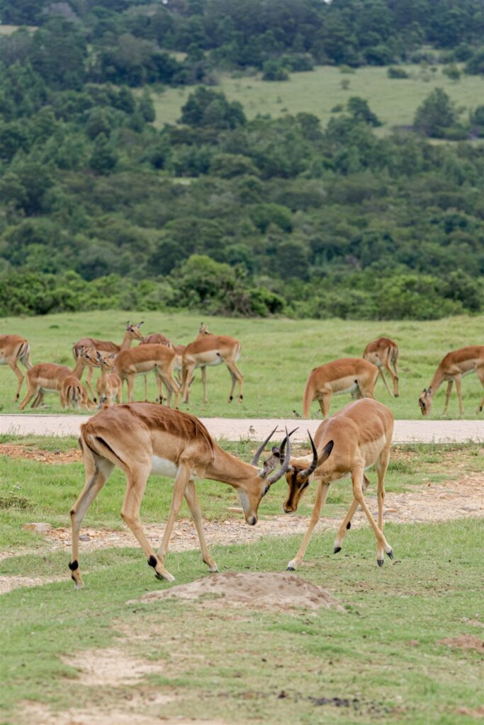 Cape Town wedding photographer. South Africa destination wedding. Lalibela Wildlife Reserve. Safari wedding experience South Africa. Luxury destination wedding South Africa