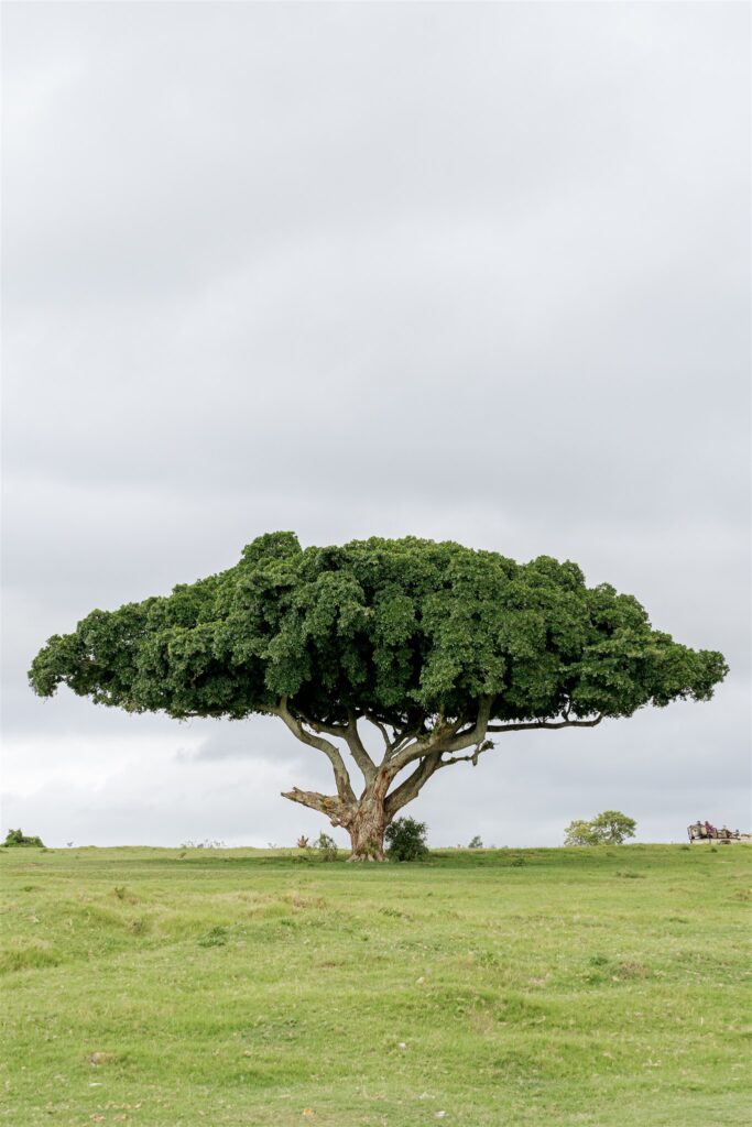 Cape Town wedding photographer. South Africa destination wedding. Lalibela Wildlife Reserve. Safari wedding experience South Africa. Luxury destination wedding South Africa