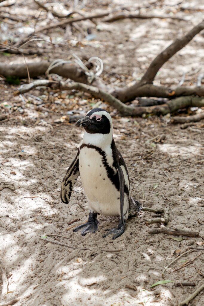 Cape Town destination wedding photographer at Chapman’s Peak. South Africa destination wedding photography in the Cape Winelands. Cape Town wedding weekend for international couples. Cape town wedding photographer.