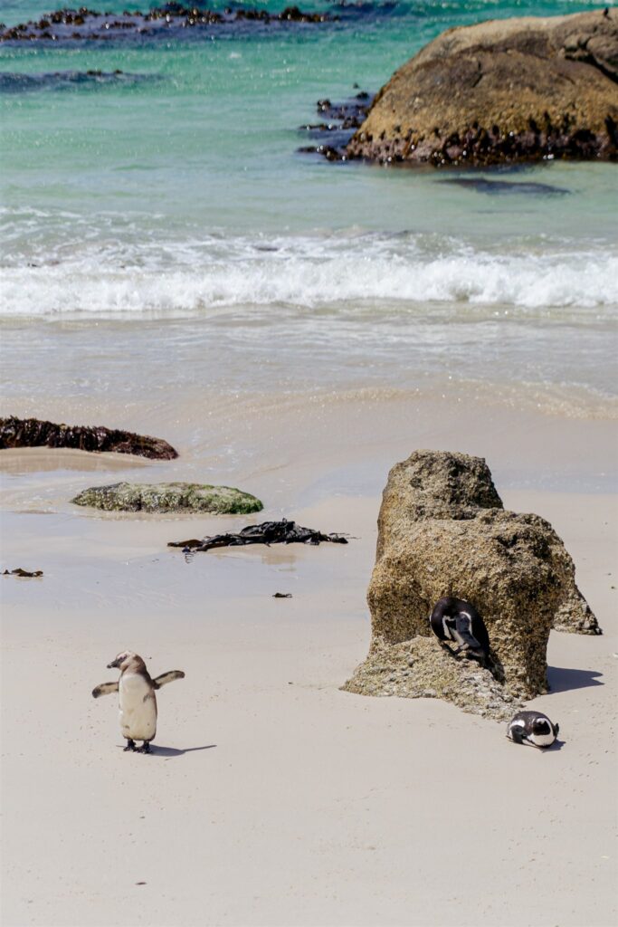 Cape Town destination wedding photographer at Chapman’s Peak. South Africa destination wedding photography in the Cape Winelands. Cape Town wedding weekend for international couples. Cape town wedding photographer.