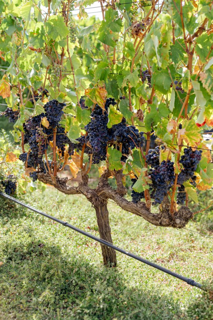 Cape Town destination wedding photographer at Chapman’s Peak. South Africa destination wedding photography in the Cape Winelands. Cape Town wedding weekend for international couples. Cape town wedding photographer.