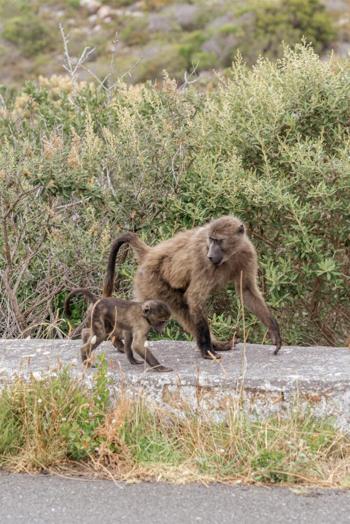Cape Town destination wedding photographer at Chapman’s Peak. South Africa destination wedding photography in the Cape Winelands. Cape Town wedding weekend for international couples. Cape town wedding photographer.