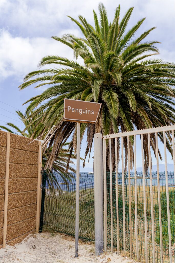 Cape Town destination wedding photographer at Chapman’s Peak. South Africa destination wedding photography in the Cape Winelands. Cape Town wedding weekend for international couples. Cape town wedding photographer.
