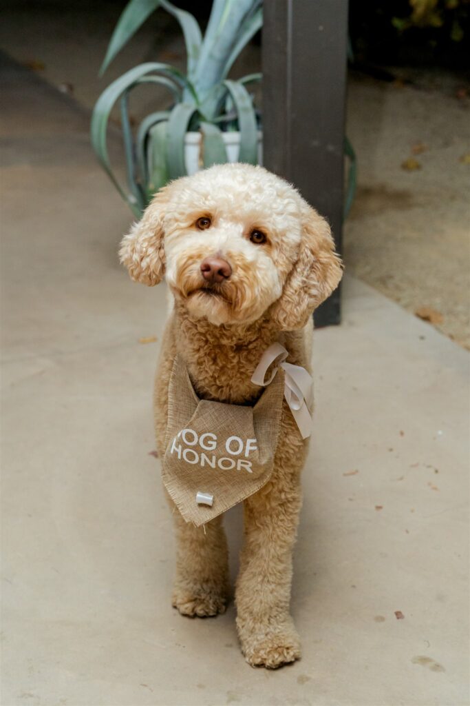 Cass Winery, Cass Winery wedding photographer, Paso Robles wedding photographer, Paso Robles wedding, Cass Winery wedding Paso Robles