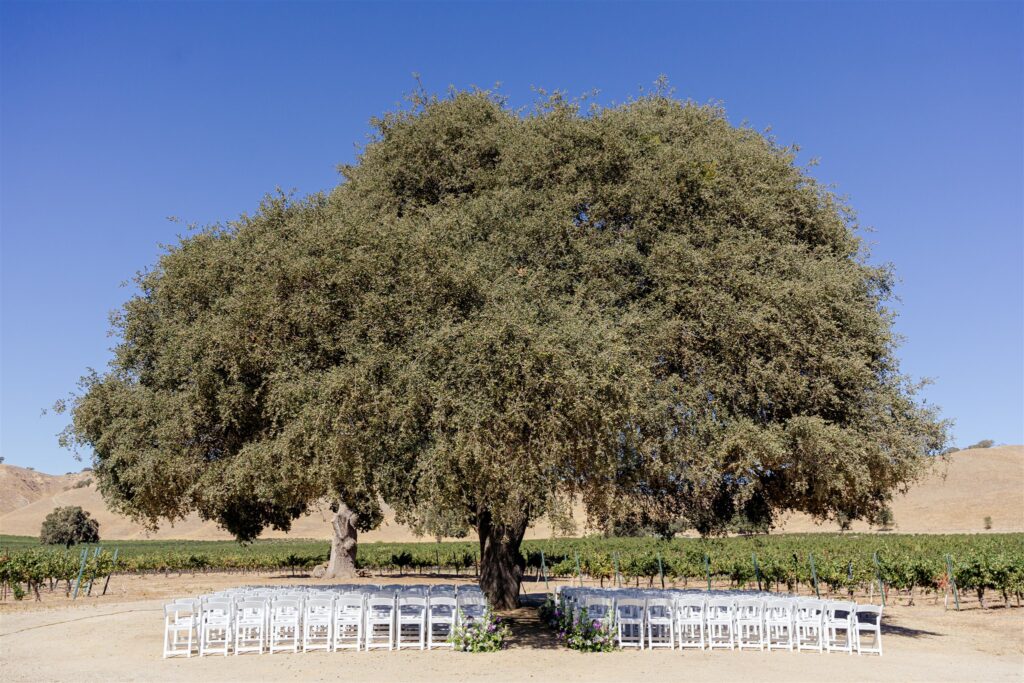 Cass Winery wedding, Cass winery wedding photographer, Cass Winery Paso Robles wedding, Paso Robles wedding photographer, Paso Robles winery wedding, Central Coast wedding photographer, vineyard wedding Paso Robles, Cass Winery wedding photos