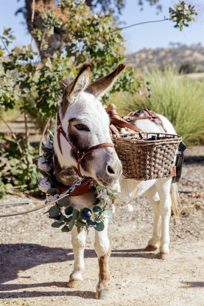 Cass Winery wedding, Cass winery wedding photographer, Cass Winery Paso Robles wedding, Paso Robles wedding photographer, Paso Robles winery wedding, Central Coast wedding photographer, vineyard wedding Paso Robles, Cass Winery wedding photos