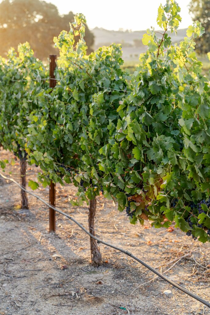 Cass Winery welcome party, Cass Winery Paso Robles, Paso Robles wedding photographer, Paso Robles winery wedding, Central Coast wedding weekend, rehearsal dinner photography, welcome party photography