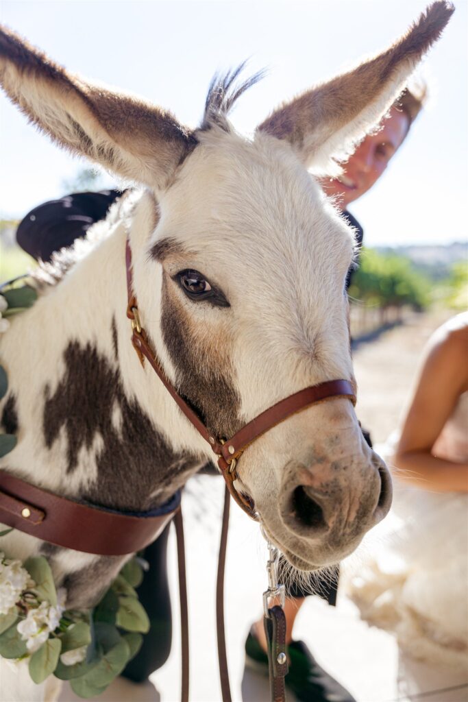 Cass Winery wedding, Cass winery wedding photographer, Cass Winery Paso Robles wedding, Paso Robles wedding photographer, Paso Robles winery wedding, Central Coast wedding photographer, vineyard wedding Paso Robles, Cass Winery wedding photos