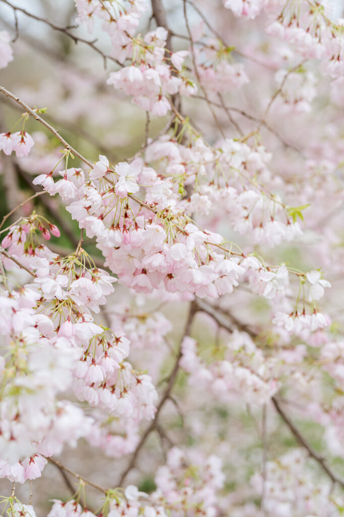 central park engagement session, nyc wedding photographer, nyc engagement session