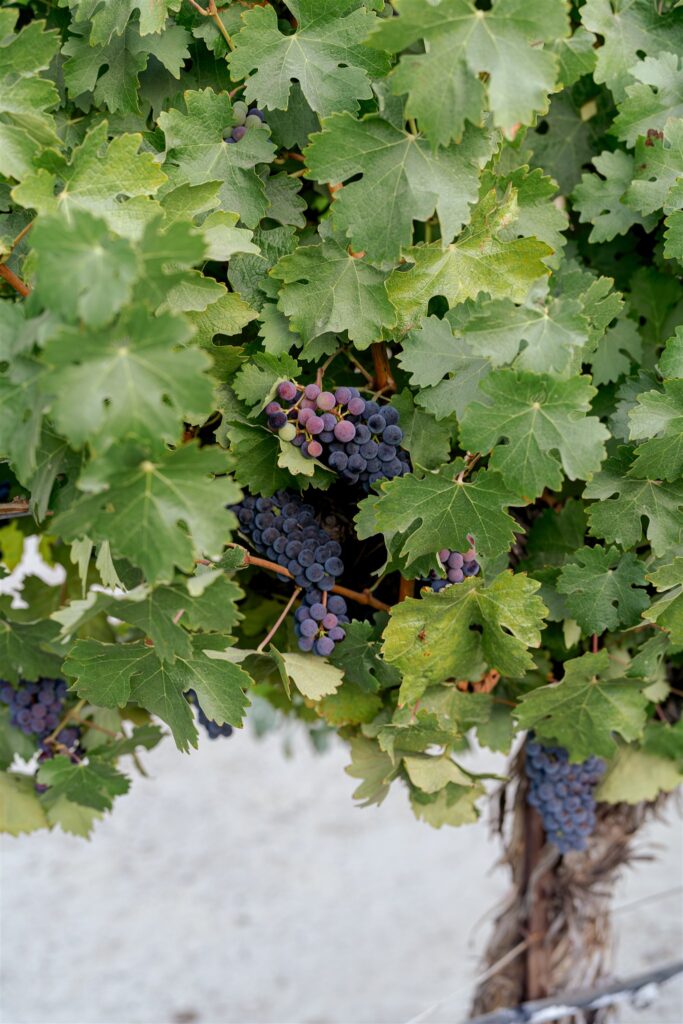 Sculpterra Winery wedding, Sculpterra Winery Paso Robles wedding, Paso Robles wedding photographer, Paso Robles winery wedding, Central Coast wedding photographer, San Luis Obispo wedding photographer