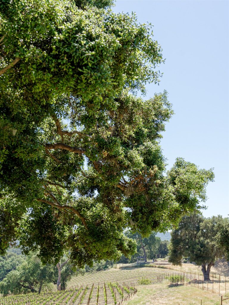 San Luis Obispo wedding photographer. Paso Robles wedding photographer. Oak and Vine wedding. Oak and Vine wedding photographer in Paso Robles